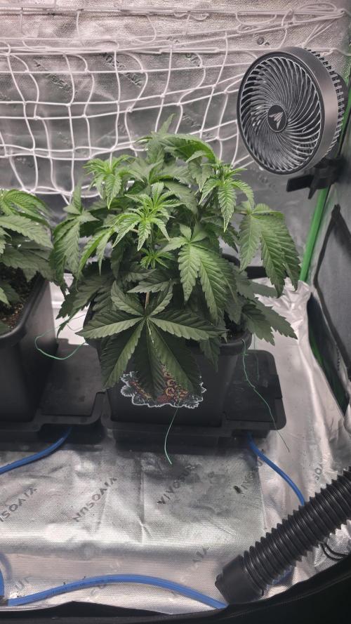 Dankie Run #1 – Fruity Syndicate 🍓. Week 4 - Radical Juice
#Week 4, Day 3