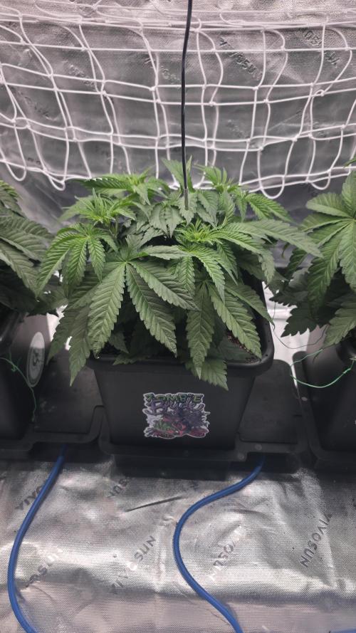 Dankie Run #1 – Fruity Syndicate 🍓. Week 4 - Strawberry Poprocks
#Week 4, Day 3