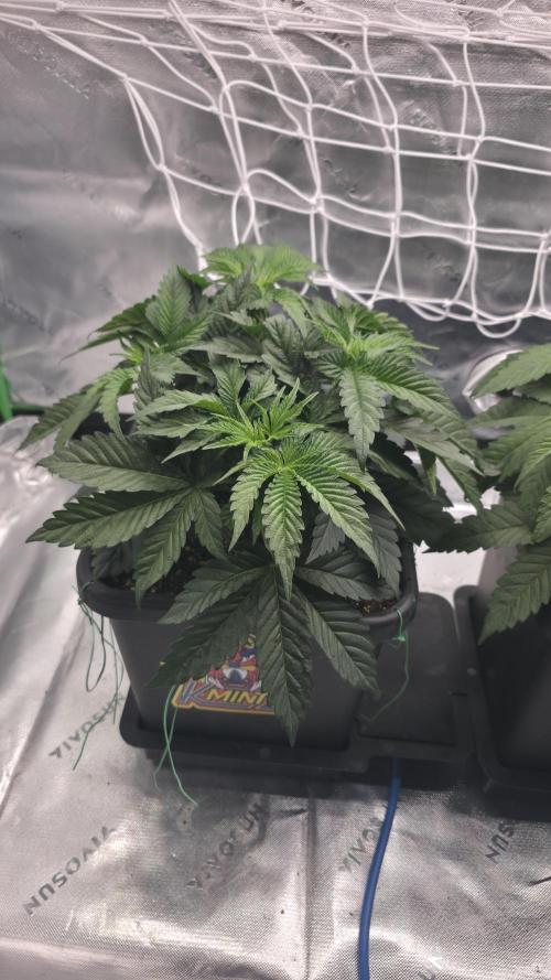 Dankie Run #1 – Fruity Syndicate 🍓. Week 4 - Pure Runtz
#Week 4, Day 3
