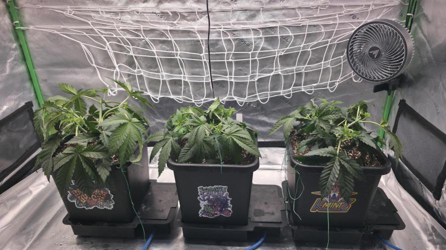 Dankie Run #1 – Fruity Syndicate 🍓. Week 4 - All Three
#Week4, Day 3