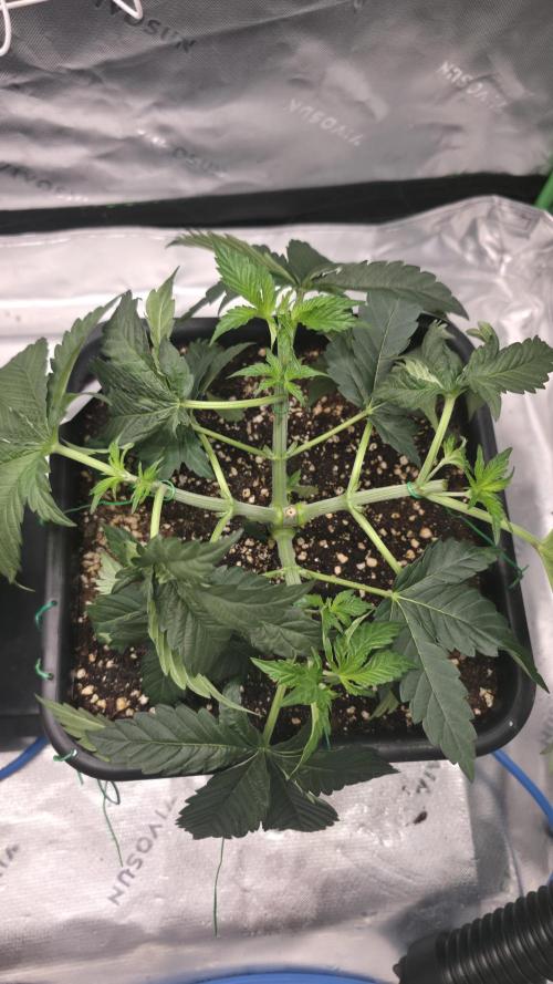 Dankie Run #1 – Fruity Syndicate 🍓. Week 4 - Radical Juice
#Week 4, Day 3