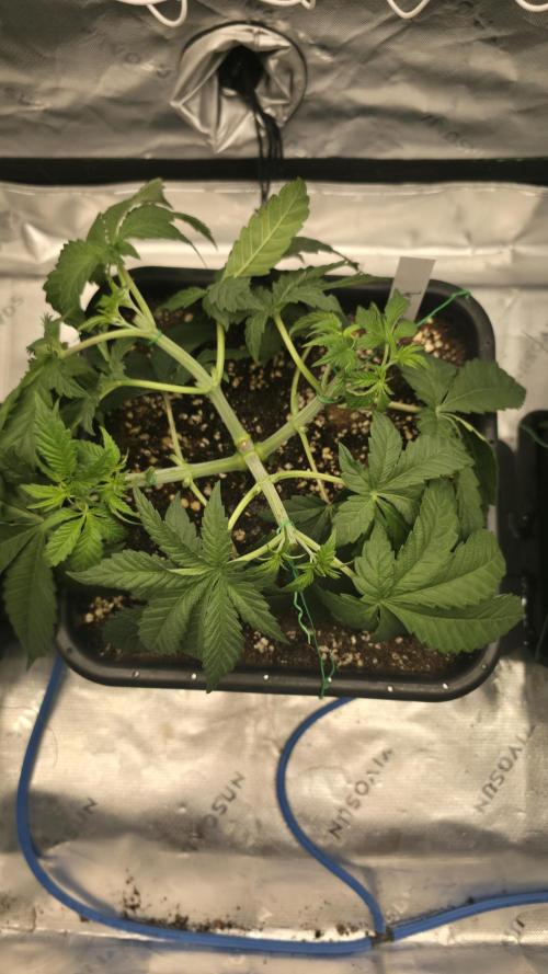 Dankie Run #1 – Fruity Syndicate 🍓. Week 4 - Strawberry Poprocks
#Week 4, Day 3