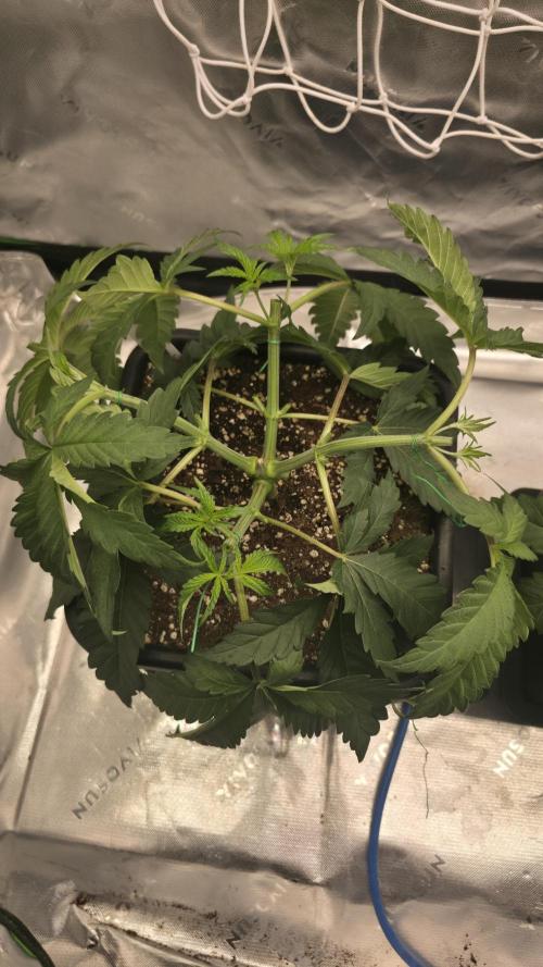 Dankie Run #1 – Fruity Syndicate 🍓. Week 4 - Pure Runtz
#Week 4, Day 3