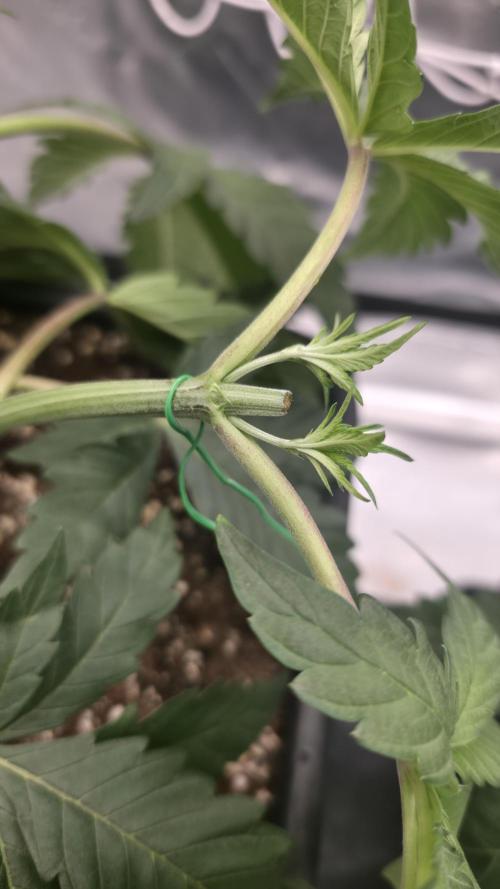 Dankie Run #1 – Fruity Syndicate 🍓. Week 4