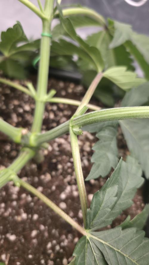 Dankie Run #1 – Fruity Syndicate 🍓. Week 4