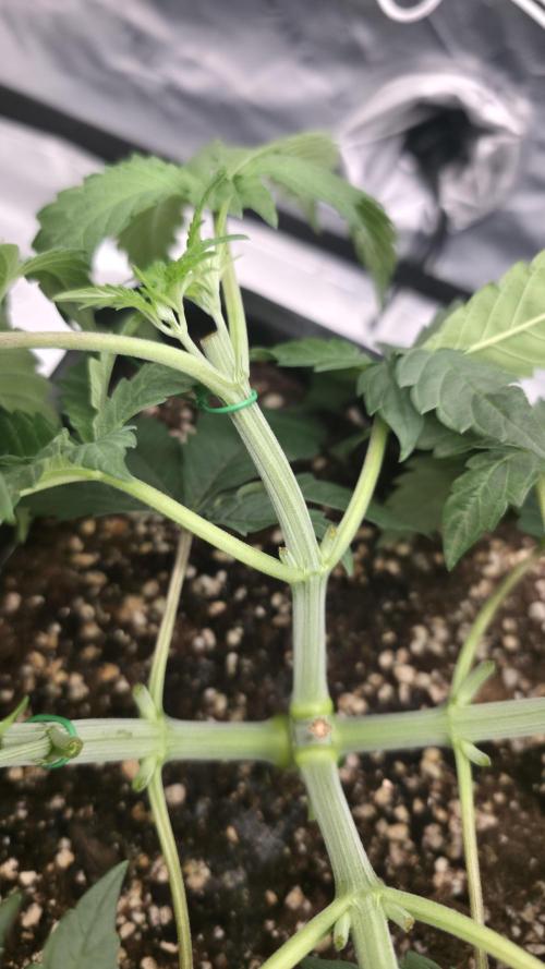 Dankie Run #1 – Fruity Syndicate 🍓. Week 4