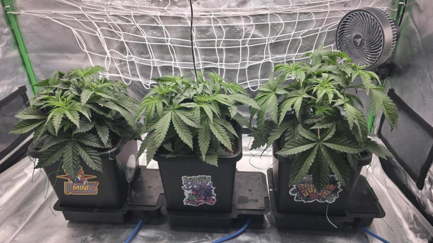 Dankie Run #1 – Fruity Syndicate 🍓. Week 4 - All Three
#Week4, Day 3