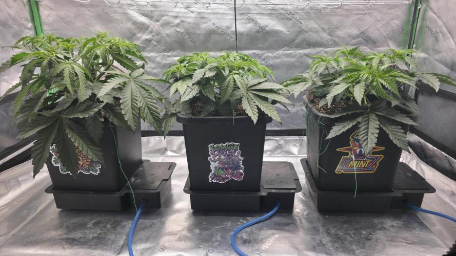 Dankie Run #1 – Fruity Syndicate 🍓. Week 5 - #Week 5, Day 1