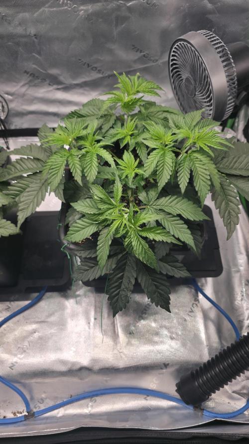 Dankie Run #1 – Fruity Syndicate 🍓. Week 5 - Pure Runtz
#Week 5, Day 1