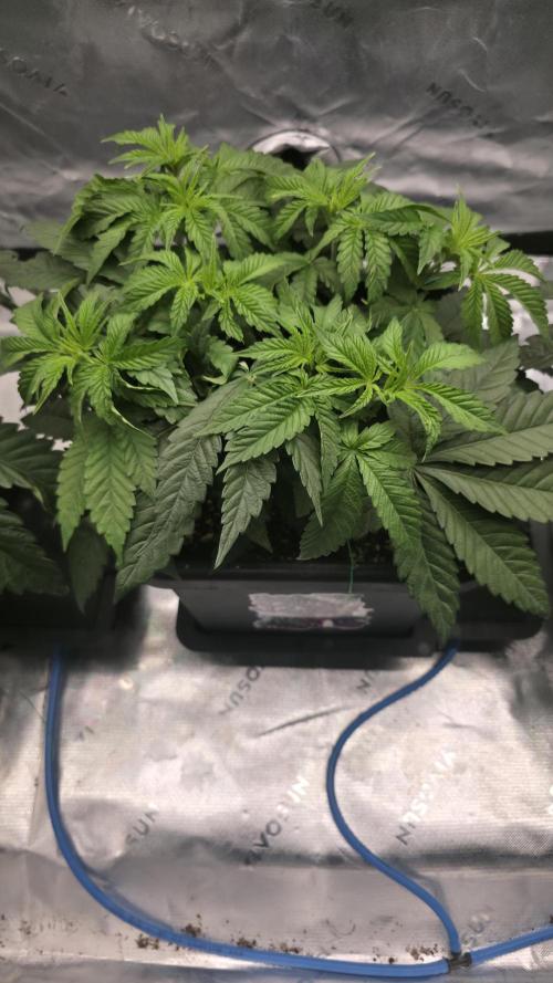 Dankie Run #1 – Fruity Syndicate 🍓. Week 5 - Strawberry Poprocks
#Week 5, Day 1