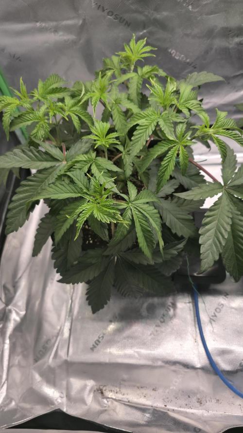 Dankie Run #1 – Fruity Syndicate 🍓. Week 5 - Radical Juice
#Week 5, Day 1