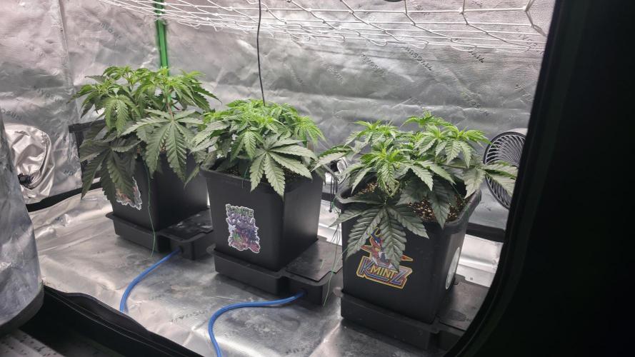 Dankie Run #1 – Fruity Syndicate 🍓. Week 5 - #Week 5, Day 1
