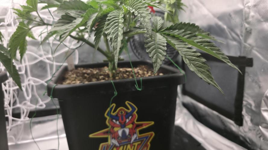 Dankie Run #1 – Fruity Syndicate 🍓. Week 5 - Pure Runtz
#Week 5, Day 6
