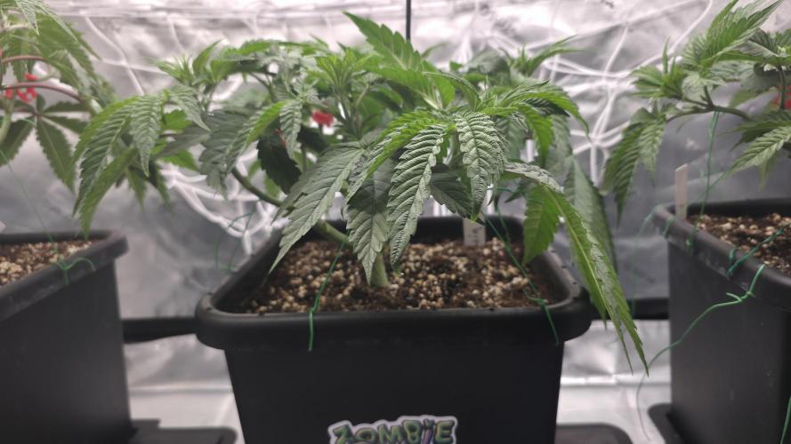 Dankie Run #1 – Fruity Syndicate 🍓. Week 5 - Strawberry Poprocks
#Week 5, Day 6