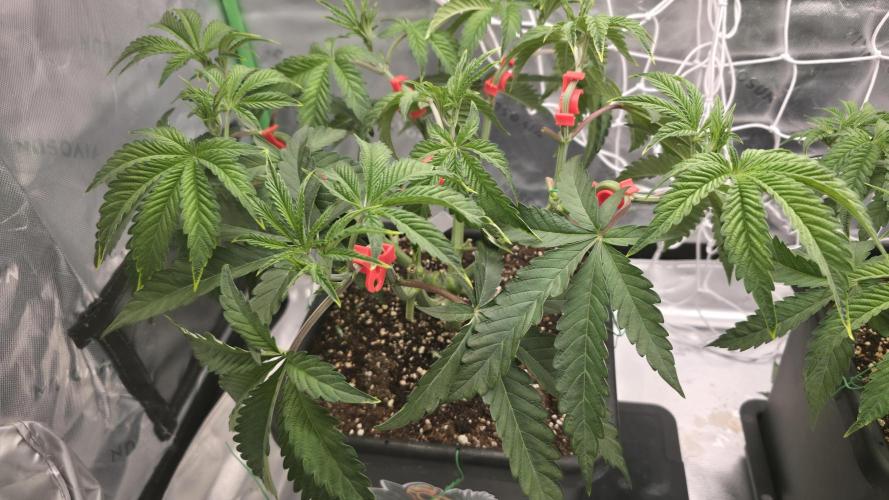 Dankie Run #1 – Fruity Syndicate 🍓. Week 5