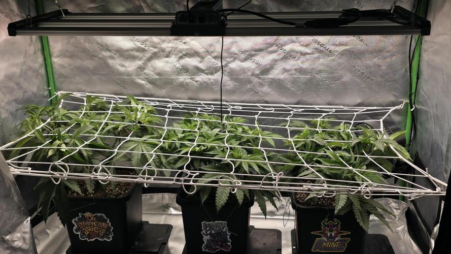 Dankie Run #1 – Fruity Syndicate 🍓. Week 6 - #Week 6, Day 3