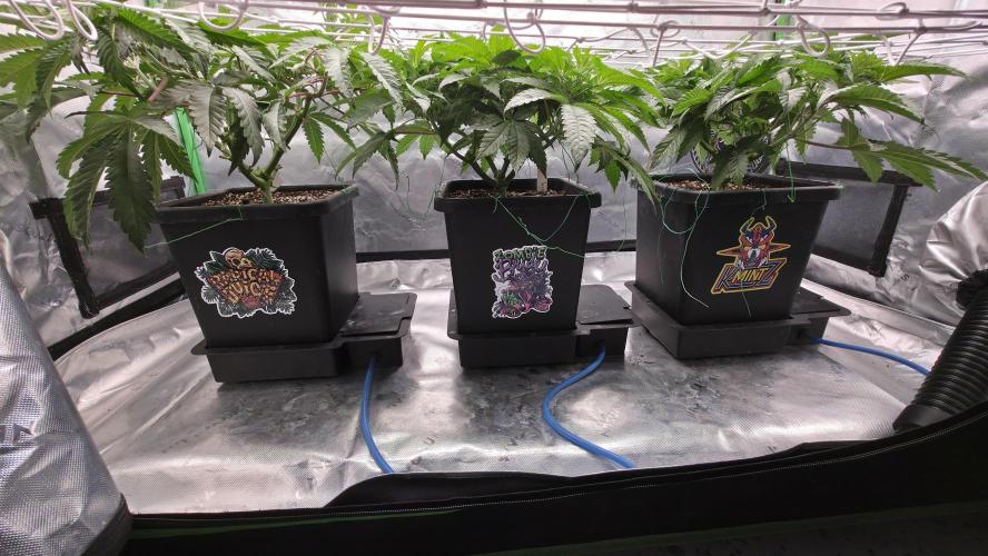 Dankie Run #1 – Fruity Syndicate 🍓. Week 6 - #Week 6, Day 3