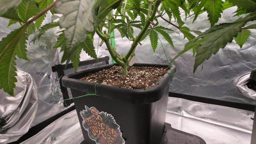 Dankie Run #1 – Fruity Syndicate 🍓. Week 6 - Radical Juice
#Week 6, Day 3