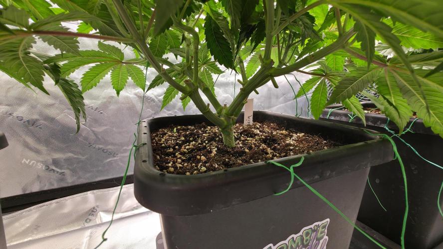 Dankie Run #1 – Fruity Syndicate 🍓. Week 6 - Strawberry Poprocks
#Week 6, Day 3