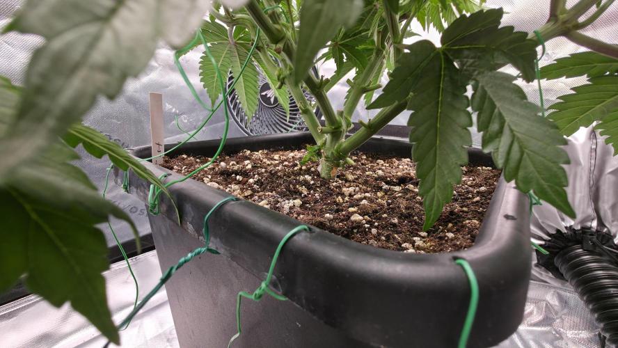 Dankie Run #1 – Fruity Syndicate 🍓. Week 6 - Pure Runtz
#Week 6, Day 3