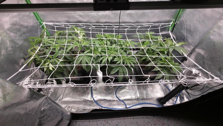 Dankie Run #1 – Fruity Syndicate 🍓. Week 6 - #Week 6, Day 3