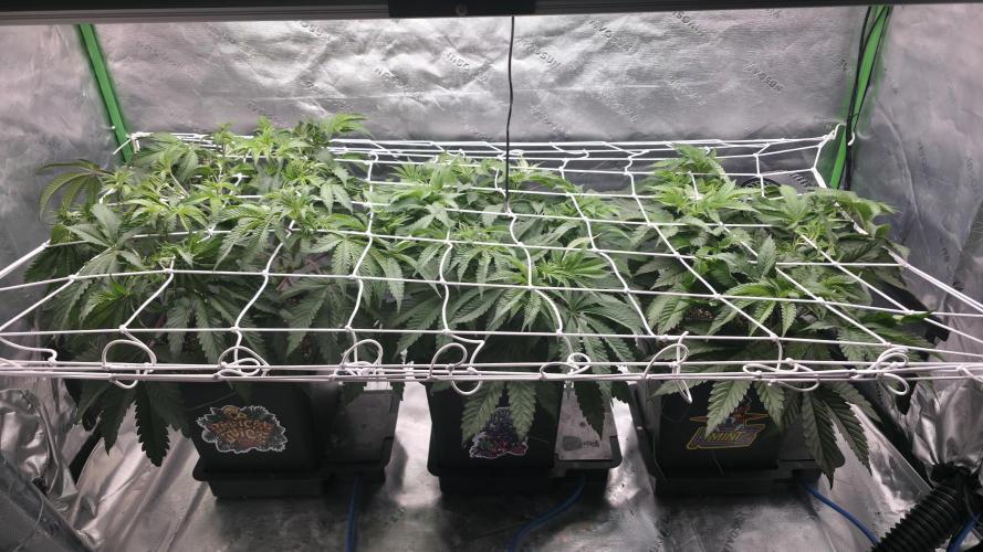 Dankie Run #1 – Fruity Syndicate 🍓. Week 6 - #Week 6, Day 7