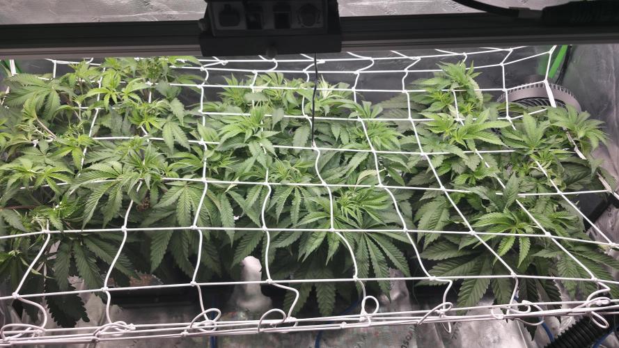 Dankie Run #1 – Fruity Syndicate 🍓. Week 6 - #Week 6, Day 7