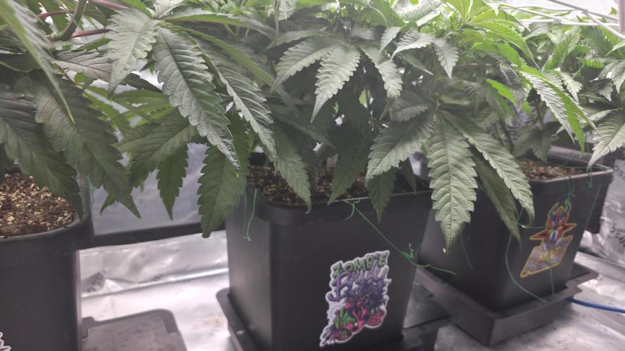 Dankie Run #1 – Fruity Syndicate 🍓. Week 6 - Strawberry Poprocks
#Week 6, Day 7