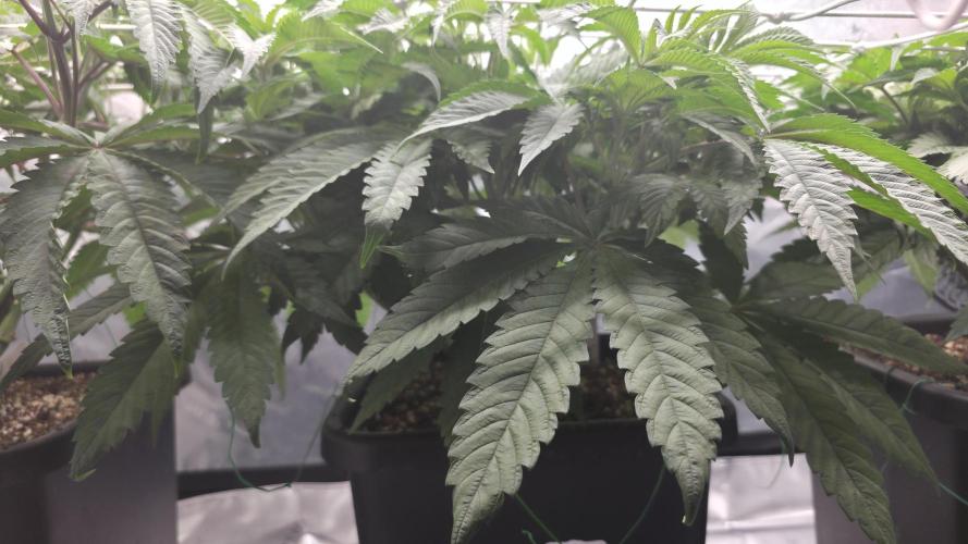 Dankie Run #1 – Fruity Syndicate 🍓. Week 6 - Pure Runtz
#Week 6, Day 7