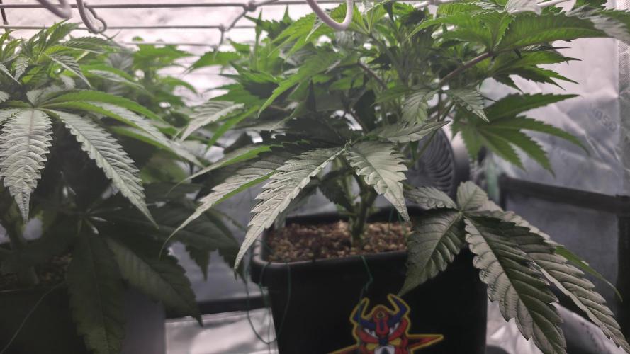 Dankie Run #1 – Fruity Syndicate 🍓. Week 7 - Pure Runtz
#Week 6, Day 3