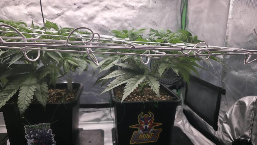 Dankie Run #1 – Fruity Syndicate 🍓. Week 7 - Radical Juice
#Week 7, Day 1