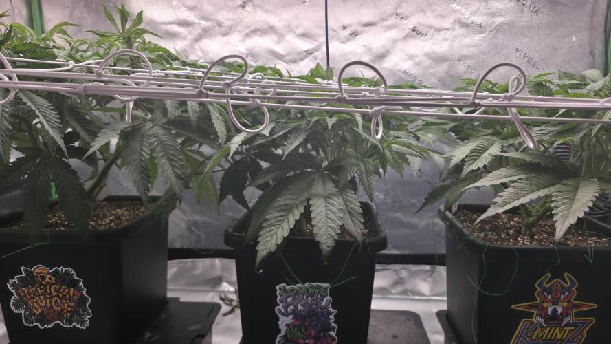 Dankie Run #1 – Fruity Syndicate 🍓. Week 7 - Strawberry Poprocks
#Week 7, Day 1