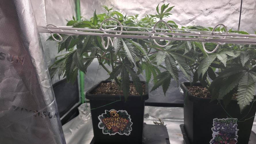 Dankie Run #1 – Fruity Syndicate 🍓. Week 7 - Pure Runtz
#Week 7, Day 1