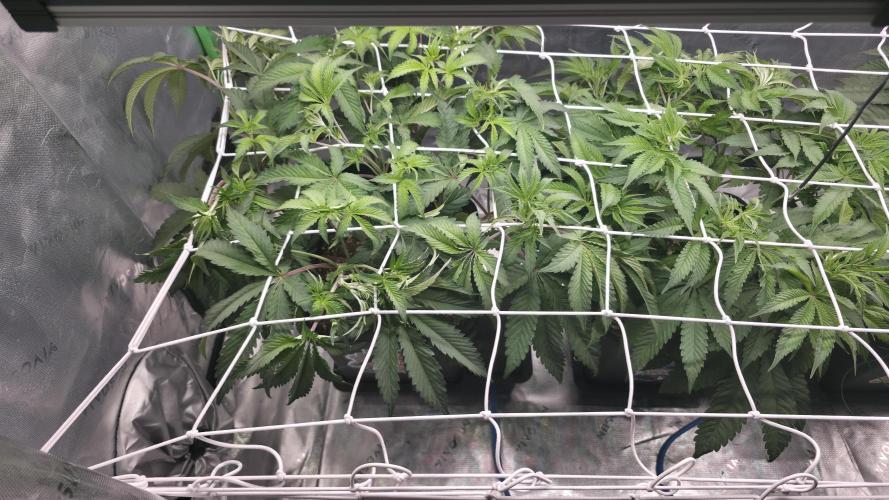 Dankie Run #1 – Fruity Syndicate 🍓. Week 7 - #Week 7, Day 1