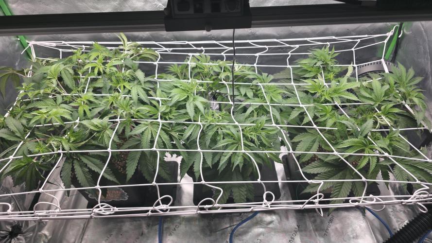 Dankie Run #1 – Fruity Syndicate 🍓. Week 7 - #Week 7, Day 1