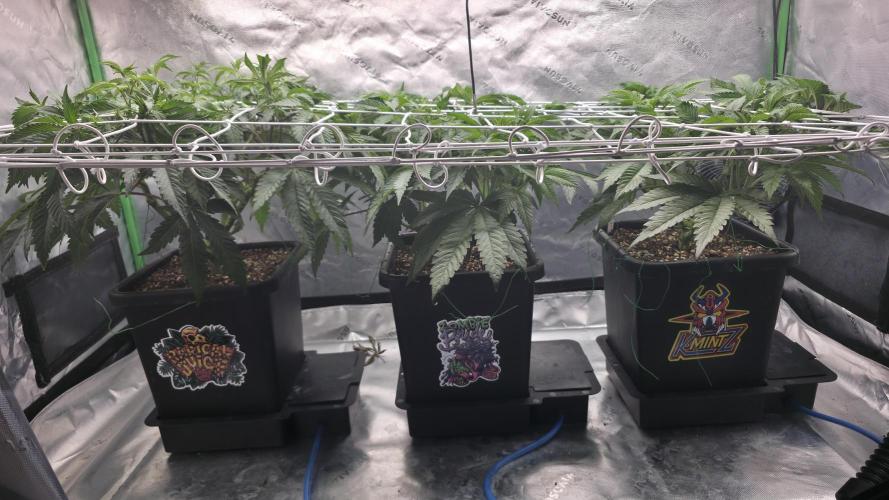 Dankie Run #1 – Fruity Syndicate 🍓. Week 7 - #Week 7, Day 1