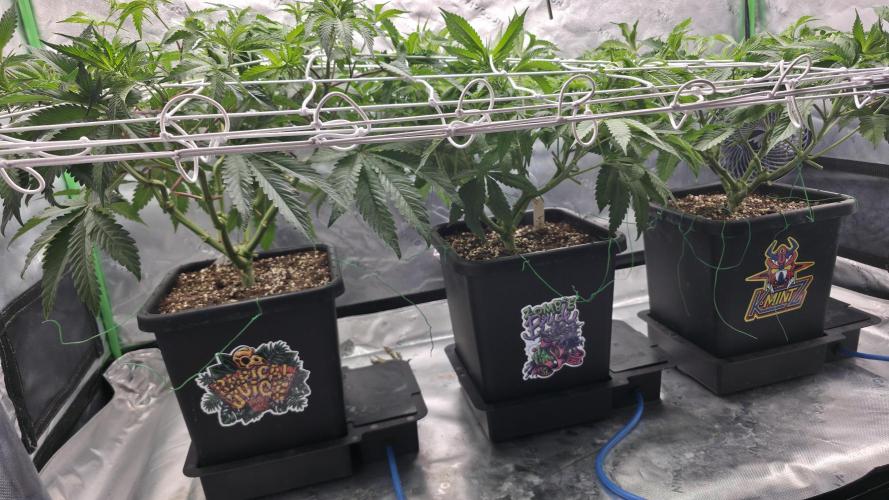 Dankie Run #1 – Fruity Syndicate 🍓. Week 7 - #Week 7, Day 4