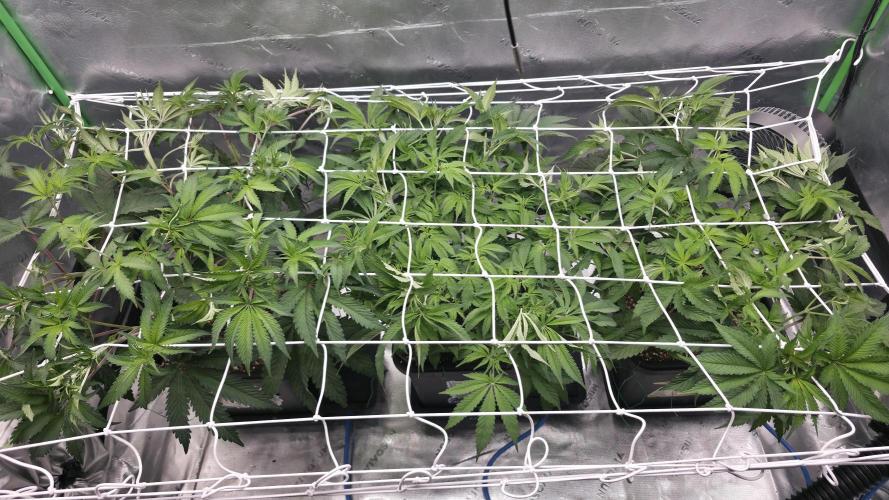 Dankie Run #1 – Fruity Syndicate 🍓. Week 7 - #Week 7, Day 4