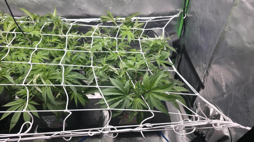 Dankie Run #1 – Fruity Syndicate 🍓. Week 7 - #Week 7, Day 4