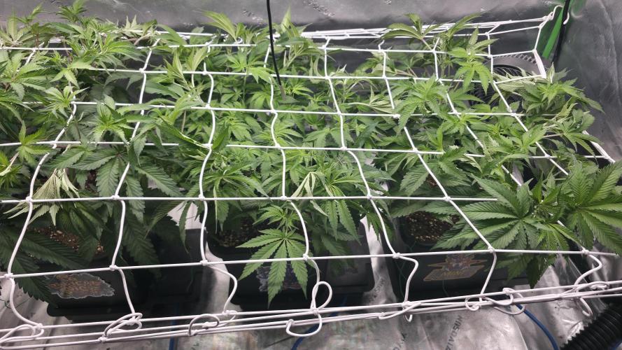 Dankie Run #1 – Fruity Syndicate 🍓. Week 7 - #Week 7, Day 4