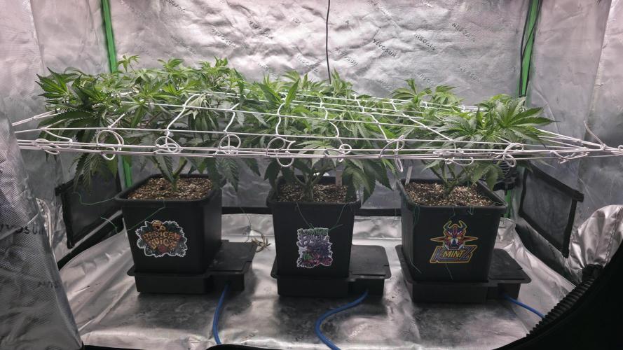 Dankie Run #1 – Fruity Syndicate 🍓. Week 7 - #Week 7, Day 4