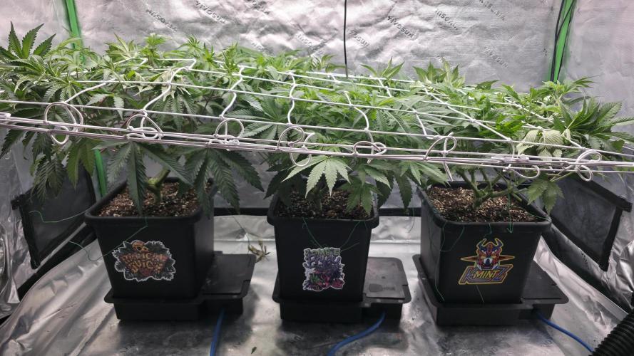 Dankie Run #1 – Fruity Syndicate 🍓. Week 8 - #Week 8, Day 3