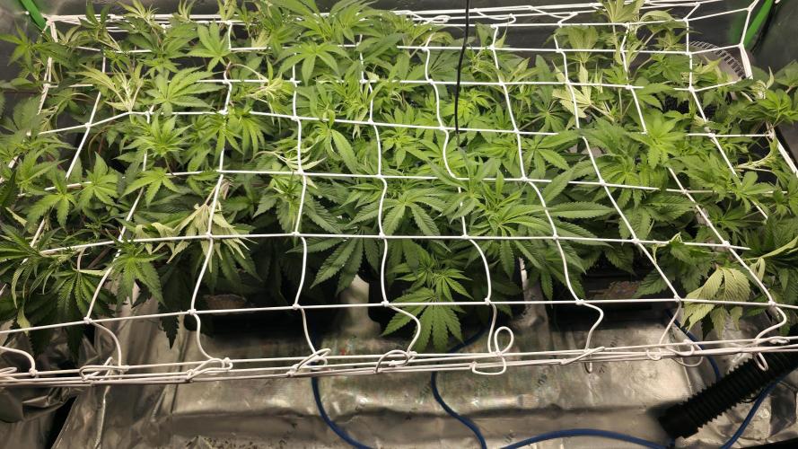 Dankie Run #1 – Fruity Syndicate 🍓. Week 8 - #Week 8, Day 3