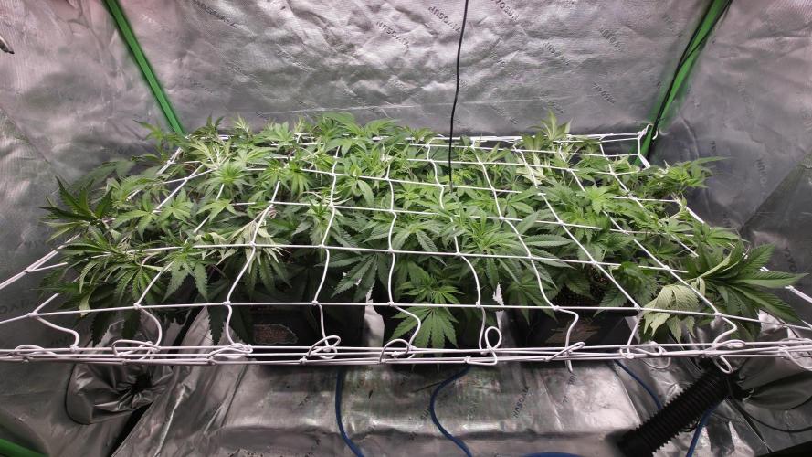 Dankie Run #1 – Fruity Syndicate 🍓. Week 8 - #Week 8, Day 3