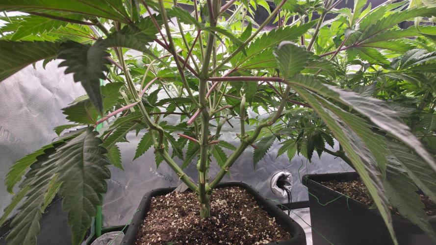 Dankie Run #1 – Fruity Syndicate 🍓. Week 8 - Radical Juice
#Week 8, Day 3