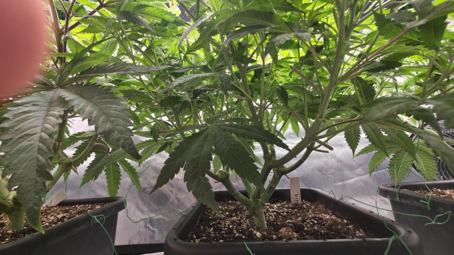 Dankie Run #1 – Fruity Syndicate 🍓. Week 8 - Strawberrypoprocks
#Week 8, Day 3