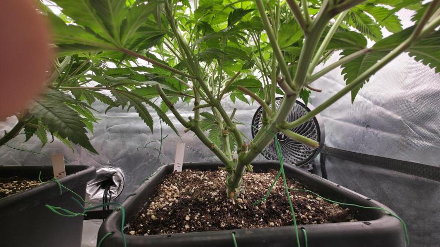 Dankie Run #1 – Fruity Syndicate 🍓. Week 8 - Pure Runtz
#Week 8, Day 3