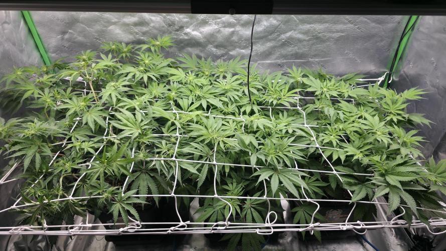 Dankie Run #1 – Fruity Syndicate 🍓. Week 9 - #Week 9, Day 1