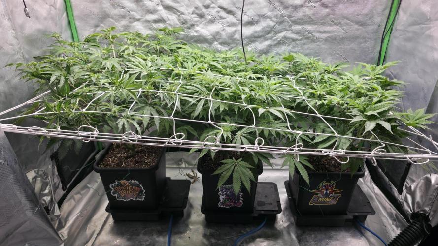 Dankie Run #1 – Fruity Syndicate 🍓. Week 9 - #Week 9, Day 1
