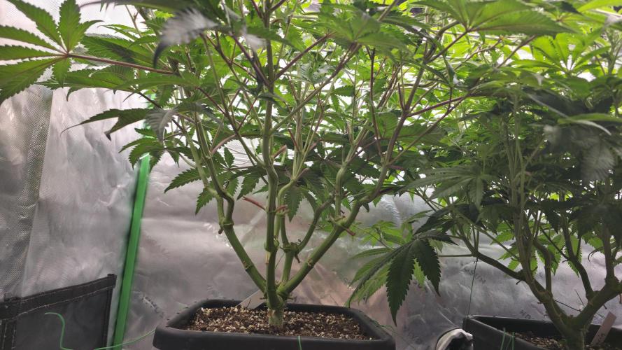 Dankie Run #1 – Fruity Syndicate 🍓. Week 9 - Radical Juice
#Week 9, Day 1